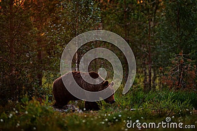 Russia wildlife. Brown bear walking in forest, morning light. Dangerous animal in nature taiga and meadow habitat. Wildlife scene Stock Photo
