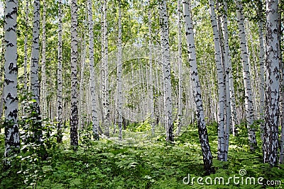 Russian birch forest Stock Photo