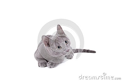 Russian Blue Cat Stock Photo