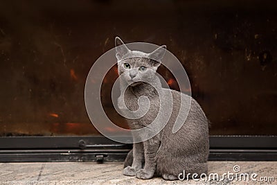 Russian Blue cat Stock Photo