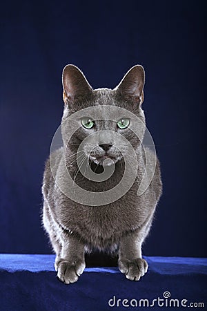 Russian Blue cat Stock Photo