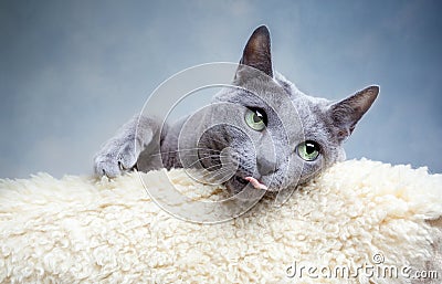 Russian Blue Cat Stock Photo