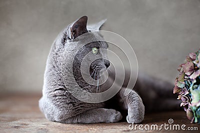 Russian Blue Cat Stock Photo