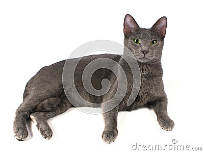 Russian Blue cat Stock Photo