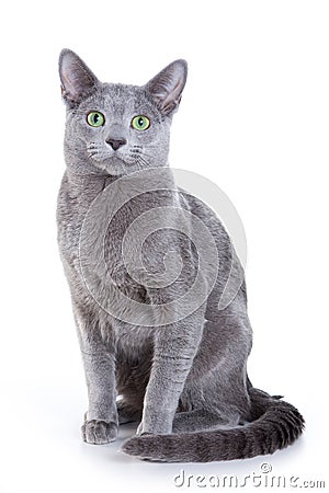 Russian Blue cat Stock Photo