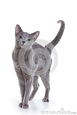 Russian Blue cat Stock Photo