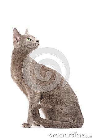 Russian blue cat Stock Photo