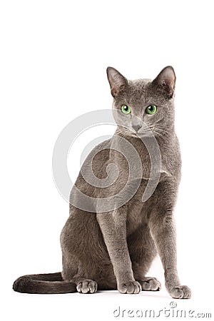 Russian blue cat Stock Photo