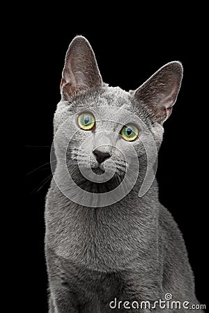 Russian blue cat with amazing green eyes on isolated black background Stock Photo