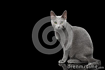 Russian blue cat with amazing green eyes on isolated black background Stock Photo