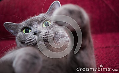Russian Blue Cat beautiful portrait emotion happiness fluffy Stock Photo