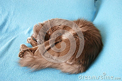 Nebelung cat is sleeping on his favourite fleece blanket Stock Photo