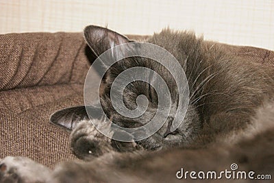 Nebelung cat is sleeping in his bed Stock Photo