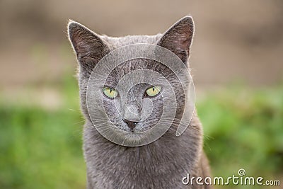 Russian Blue Cat Stock Photo