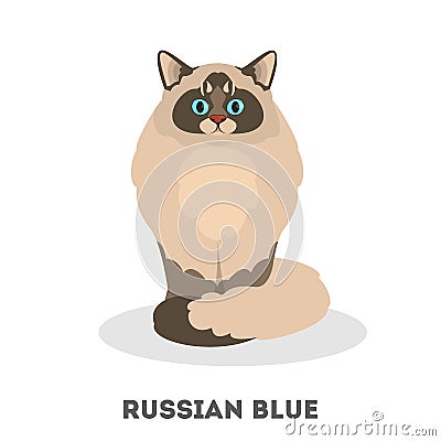 Russian blue cat breed. Domestic pet with a grey fur Vector Illustration