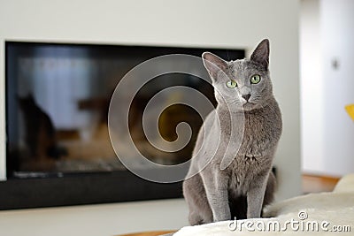 Russian Blue cat Stock Photo