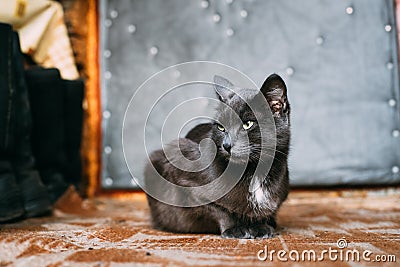 Russian Blue Cat Kitten Resting On Porch Of An Old Village Rustic Stock Photo