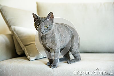 Russian blue cat, kitten sitting on the sofa Stock Photo