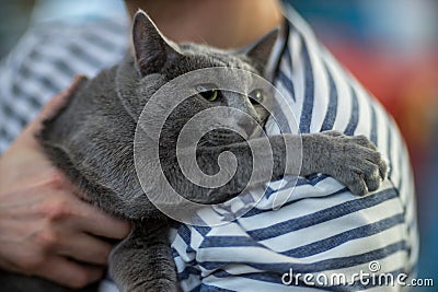 Russian blue cat portrai Stock Photo