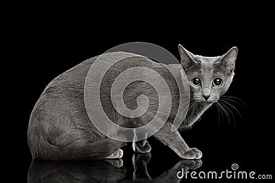 Amazing Russian blue Cat on Black Background Stock Photo