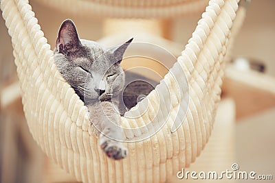 Russian blue cat Stock Photo