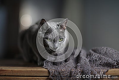 Russian Blue Cat Stock Photo