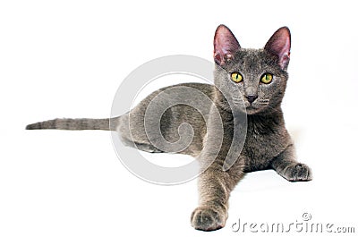 Russian Blue kitten Stock Photo