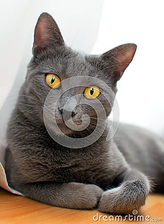 Russian Blue - Smiling cat Stock Photo