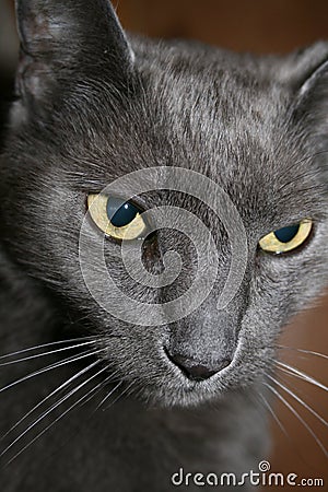 Russian Blue Stare Stock Photo