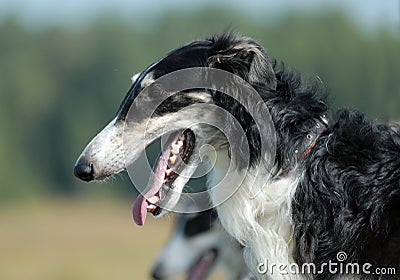 Russian borzoi Stock Photo