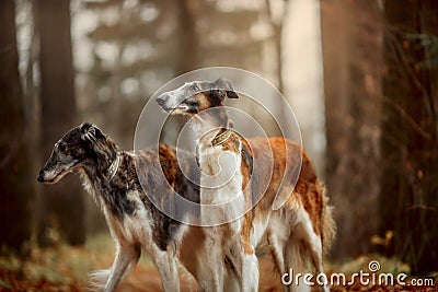 Russian borzoi dogs portrait in an autumn park Stock Photo