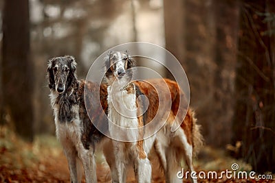 Russian borzoi dogs portrait in an autumn park Stock Photo