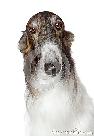 Russian borzoi, greyhound dog Stock Photo