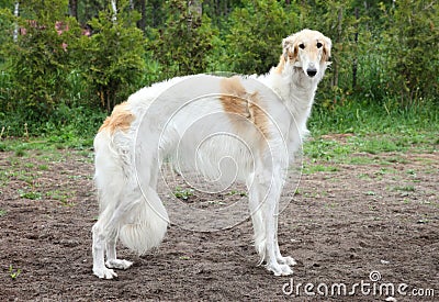 Russian borzoi, greyhound dog standing Stock Photo