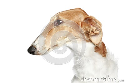 Russian Borzoi. Profile portrait Stock Photo