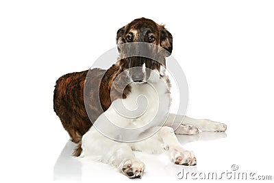 Russian Borzoi puppy Stock Photo