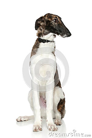 Russian Borzoi puppy (5 months) Stock Photo