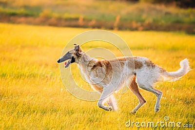 Russian Dog, Borzoi Running Summer Sunset Sunrise Meadow Or Field Stock Photo