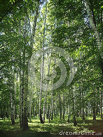 Russian forest Stock Photo