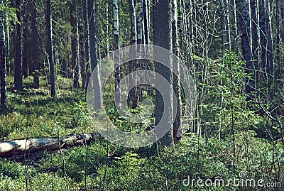 Russian forest in early spring. Stock Photo