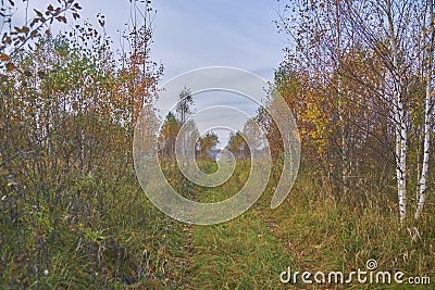 Russian forest in summer Stock Photo