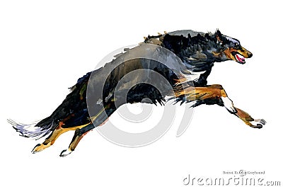 Russian Greyhound breed dog watercolor portrait. Borzoi illustration. Cartoon Illustration