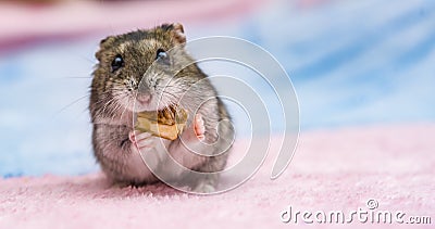 Russian hamster in front of white background Stock Photo