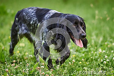 Russian hunting Spaniel black and gray, tongue sticking out and head down, walking on the grass Stock Photo