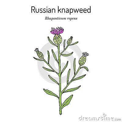 Russian knapweed Rhaponticum repens , medicinal plant Vector Illustration