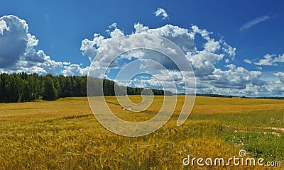 Russian Nature - Boundless Russian field 2 Stock Photo