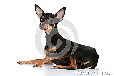 Russian sleek-haired toy terrier puppy Stock Photo