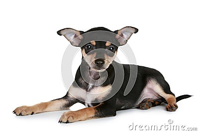 Russian sleek-haired toy terrier puppy Stock Photo