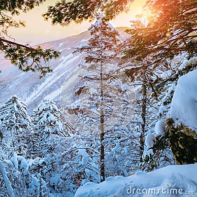 Russian snow trees Stock Photo