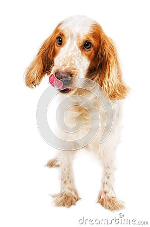 Russian Spaniel licking nose Stock Photo